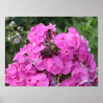 Bee Poster