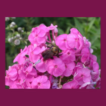 Bee posters