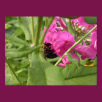 Bee posters