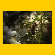'BEE' Print