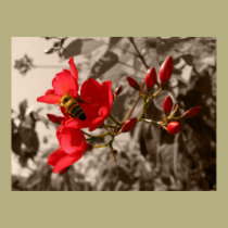 Bee Red Sepia posters