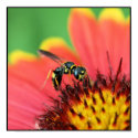 Bee Spot posters