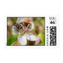 Bee Stamp