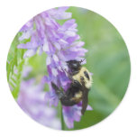 bee suite round sticker