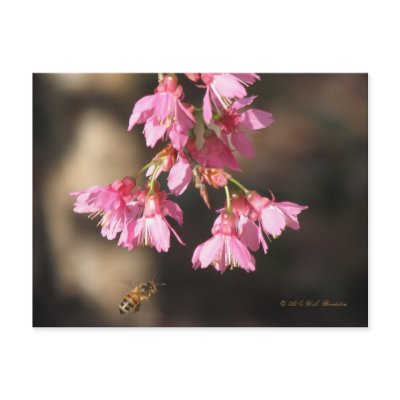Bee & Taiwan Cherry Postcard by naturegirl7