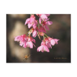 Bee &amp; Taiwan Cherry Postcard