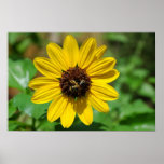 Bee-Utiful Poster