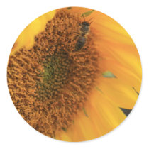 Bee-utiful sunflower