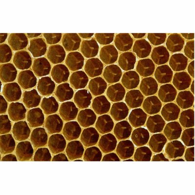 Bee wax comb photo cutout by inspirelove