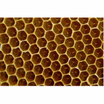 Bee wax comb photo cutout