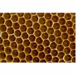 Bee wax comb photo cutout