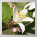 Bee with Lemon Blossom on Canvas Print