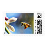 Bee With My Myer Lemon Tree Postage