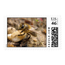 Bee with Pebble Postage Stamps