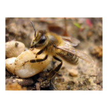 Bee with Pebble posters