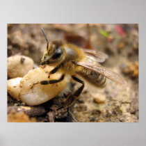 Bee with Pebble Posters