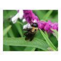 Bee with Velvet Flowers - Poster posters