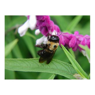 Bee with Velvet Flowers print