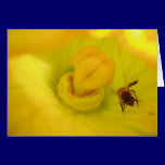 Bee Within Zucchini Flower cards
