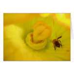 Bee Within Zucchini Flower Greeting Cards