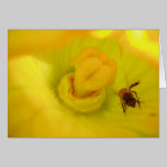 Bee Within Zucchini Flower cards