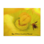 Bee Within Zucchini Flower postcard