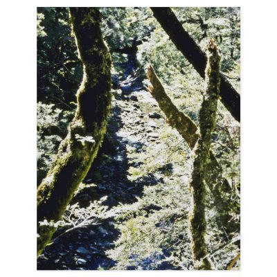 Beech Forests, Leslie River, Tasman Mountains Custom Flyer by BreathtakingNature