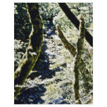 Beech Forests, Leslie River, Tasman Mountains flyers