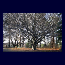 Beeches posters