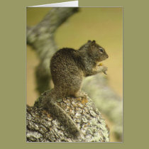Beechey Ground Squirrel Card