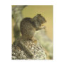 Beechey Ground Squirrel postcard