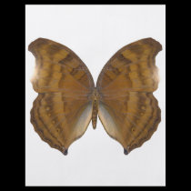 BeechWing Butterfly flyers