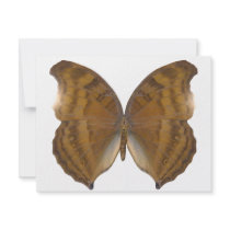 BeechWing Butterfly Custom Announcements