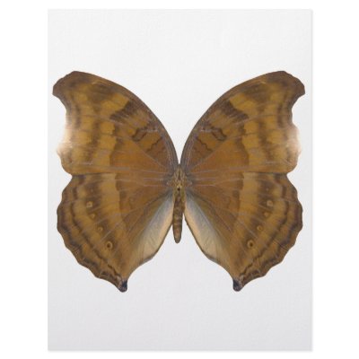 BeechWing Butterfly Personalized Letterhead by Bigboy20769