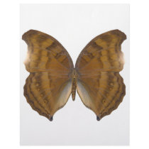 BeechWing Butterfly Personalized Letterhead