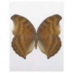 BeechWing Butterfly letterhead