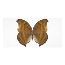 BeechWing Butterfly Picture Card