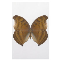 BeechWing Butterfly Personalized Stationery