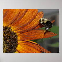 BeeeUtiful! Posters