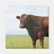 Beef cow in field magnet