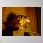 Beefy Tree Frog Print