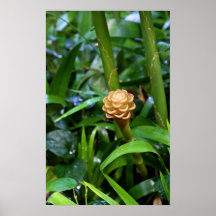 Beehive Ginger Print
