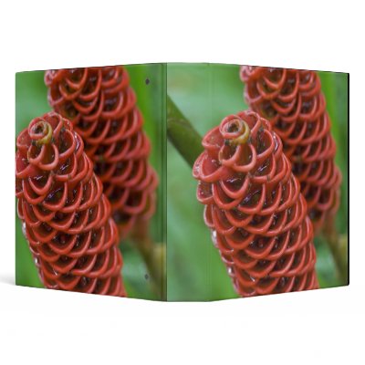 Beehive Ginger, Zingiber spectabile), Vinyl Binders by danitadelimont