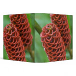 Beehive Ginger, Zingiber spectabile), Vinyl Binders
