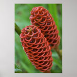 Beehive Ginger, Zingiber spectabile),