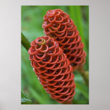 Beehive Ginger, Zingiber spectabile), Posters