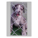 Beemer cards by Catahoula Beemer cards