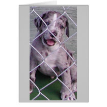 Beemer cards by Catahoula Beemer cards