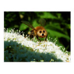 Beeog Post Card