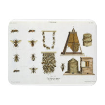 Bees and bee-keeping, from 'The Young Landsman', p Rectangular Magnet